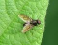 Hebecnema sp.